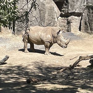 09/15/23 - Southern White Rhinoceros (Ceratotherium simum simum)