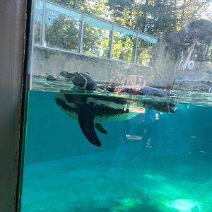 09/15/23 - Humboldt Penguin (Spheniscus humboldti)