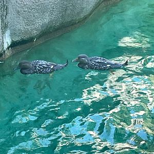 09/15/23 - Flying Steamer Duck (Tachyeres patachonicus)