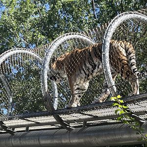 09/15/23 - Tiger (Panthera tigris) using Zoo360