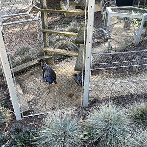 09/15/23 - Vulturine Guineafowl (Acryllium vulturinum)