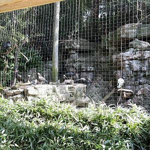 09/17/23 - Waldrapp Ibis (Geronticus eremita)