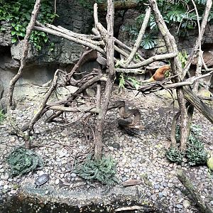 09/17/23 - Matschie's Tree-Kangaroo (Dendrolagus matschiei)