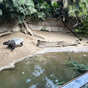 09/17/23 - Malayan Tapir (Tapirus indicus)