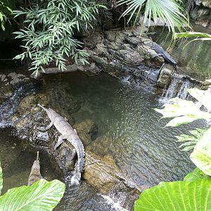 09/17/23 - Gharial (Gavialis gangeticus)