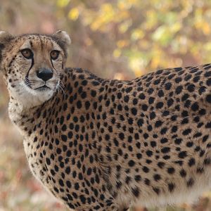 Cheetah