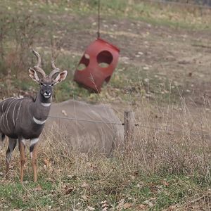 Lesser Kudu