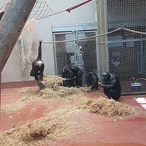 Wellington Zoo | Chimpanzees Foraging