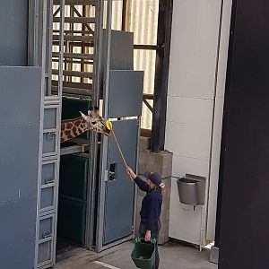 Wellington Zoo | Nia the Giraffe Target Training