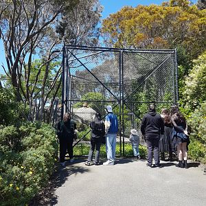 Wellington Zoo | Lion Enclosure Access Gates