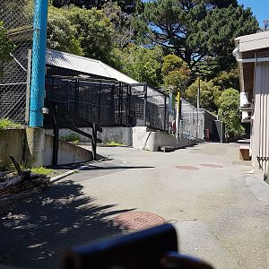 Wellington Zoo | Tiger Backstage