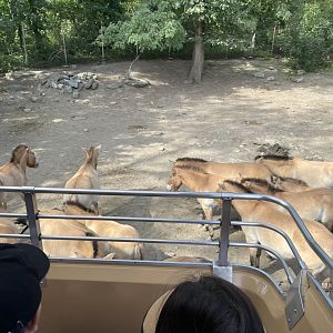 09/17/23 - Przewalski's Horse (Equus ferus przewalskii)