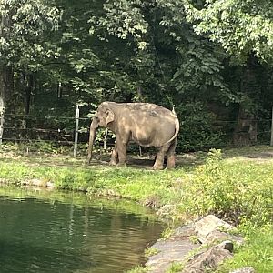 09/17/23 - Asian Elephant (Elephas maximus)