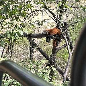 09/17/23 - Red Panda (Ailurus fulgens)