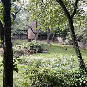 09/17/23 - Nyala (Tragelaphus angasii)