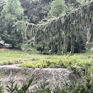 09/17/23 - Dhole (Cuon alpinus)