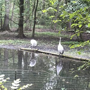 09/17/23 - Red-Crowned Crane (Grus japonensis)