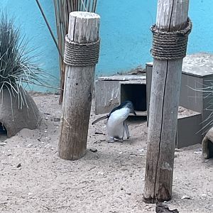 09/17/23 - Little Penguin (Eudyptula novaehollandiae)