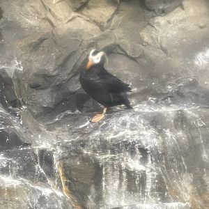 09/17/23 - Tufted Puffin (Fratercula cirrhata)