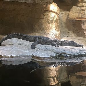 09/17/23 - Nile Crocodile (Crocodylus niloticus)