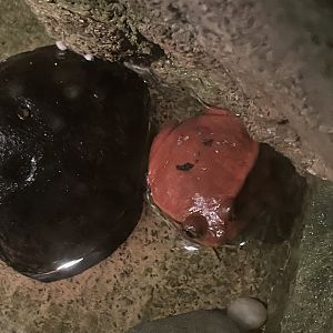 09/17/23 - Sambava Tomato Frog (Dyscophus guineti)