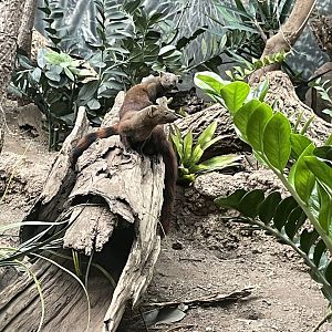 09/17/23 - Ring-Tailed Vontsira (Galidia elegans)