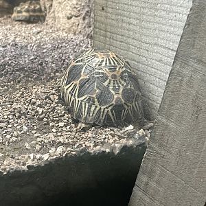 09/17/23 - Radiated Tortoise (Astrochelys radiata)
