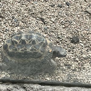 09/17/23 - Spider Tortoise (Pyxis arachnoides)