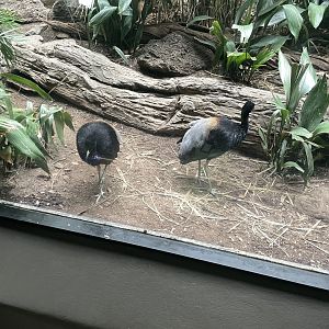 09/17/23 - Grey-Winged Trumpeter (Psophia crepitans)