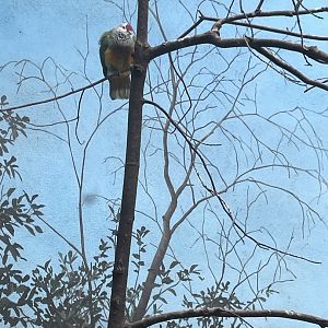 09/17/23 - Mariana Fruit Dove (Ptilinopus roseicapilla)