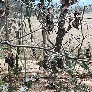 09/17/23 - Diamond Firetail (Stagonopleura guttata)
