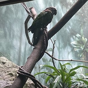 09/17/23 - Red Fan Parrot (Deroptyus accipitrinus)