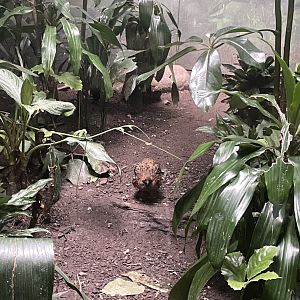09/17/23 - Chinese Bamboo Partridge (Bambusicola thoracicus)