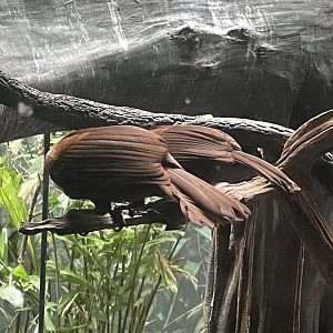 09/17/23 - Red Bird-of-Paradise (Paradisaea rubra)