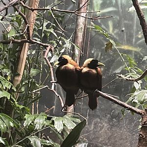 09/17/23 - Red Bird-of-Paradise (Paradisaea rubra)
