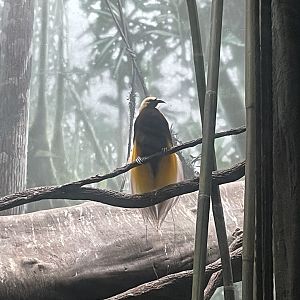 09/17/23 - Lesser Bird-of-Paradise (Paradisaea minor)