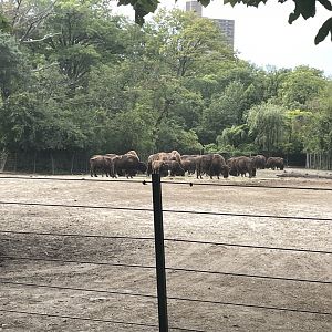 09/17/23 - American Bison (Bison bison)