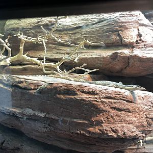 09/17/23 - Kimberley Rock Monitor (Varanus glauerti)