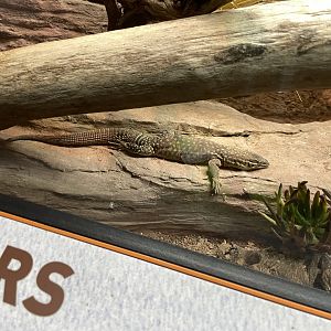 09/17/23 - Spiny-Tailed Monitor (Varanus acanthurus)