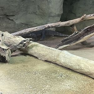 09/17/23 - Komodo Dragon (Varanus komodoensis)