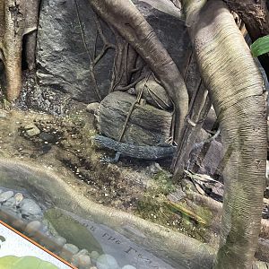 09/17/23 - Blue Tree Monitor (Varanus macraei)