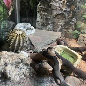 09/17/23 - Santa Catalina Island Rattlesnake (Crotalus catalinensis)