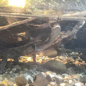 09/17/23 - Rote Island Snake-Necked Turtle (Chelodina mccordi)