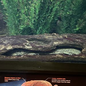 09/17/23 - Eastern Hellbender (Cryptobranchus alleganiensis alleganiensis)