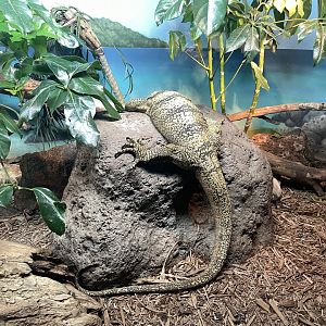 09/17/23 - Gray's Monitor (Varanus olivaceus)