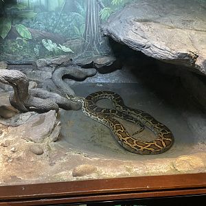 09/17/23 - Burmese Python (Python bivittatus)