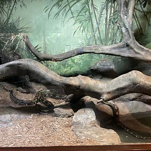 09/17/23 - Reticulated Python (Malayopython reticulatus)