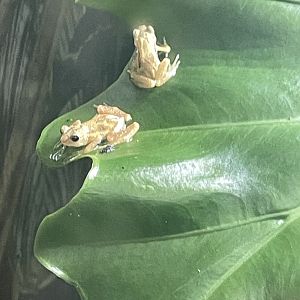 09/17/23 - Kihansi Spray Toad (Nectophrynoides asperginis)