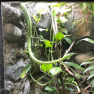 09/17/23 - Green Vine Snake (Oxybelis fulgidus)