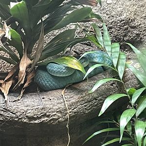 09/17/23 - White-Lipped Island Pitviper (Trimeresurus insularis)